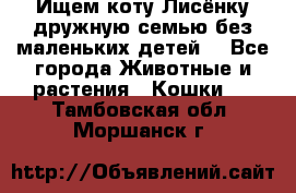 Ищем коту Лисёнку дружную семью без маленьких детей  - Все города Животные и растения » Кошки   . Тамбовская обл.,Моршанск г.